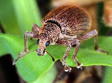 имаго-голова-1